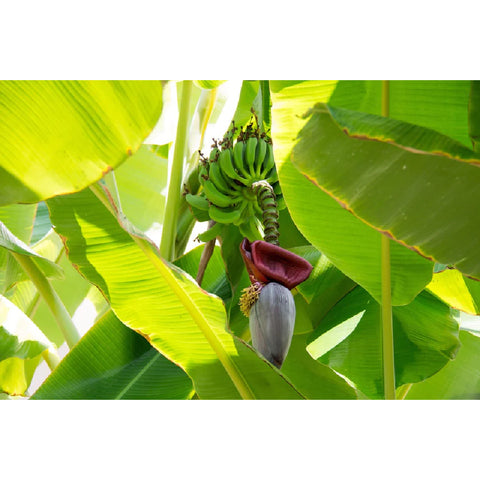 Chaokoh Banana Blossom in Brine (Bắp Chuối) 18 oz - Cutimart