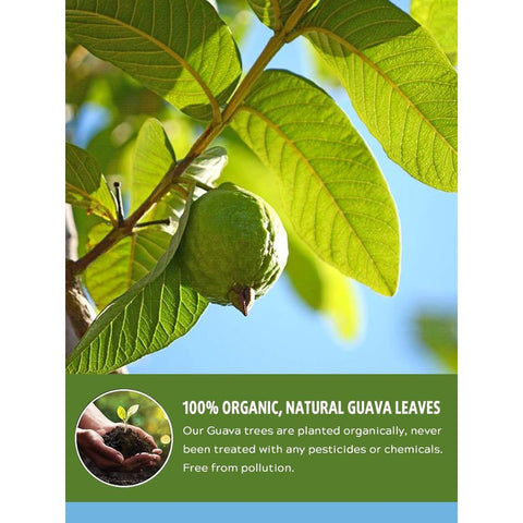 Guava Leaf Tea Bags (Trà Ổi) - 20 bags - 40g